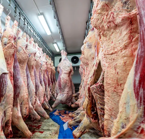 6. 中亚：肉类加工厂冷链系统
